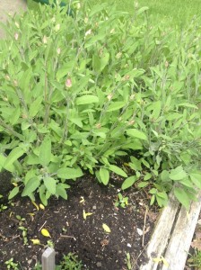 sage
